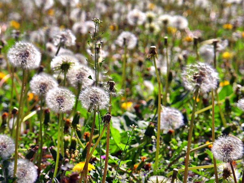 Prairie à boules 2 par Edgar Schermaul