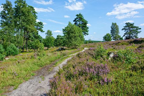 Begin van de heidebloesem in het Buesenbachtal van Gisela Scheffbuch