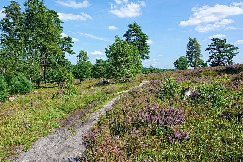 Start of the heather blossom in the Buesenbach valley by Gisela Scheffbuch