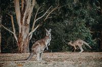Kangaroo 3