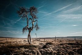 Hautes Fagnes en couleur - 5 sur Edwin van Wijk