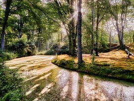 Domaine Elswout dans le Zuid-Kennemerland sur eric van der eijkj