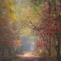Autumn forest