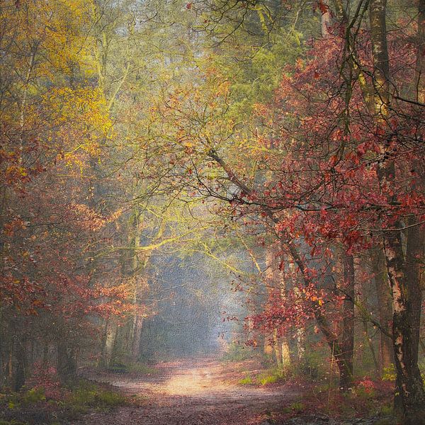 Autumn forest by Algon Photography