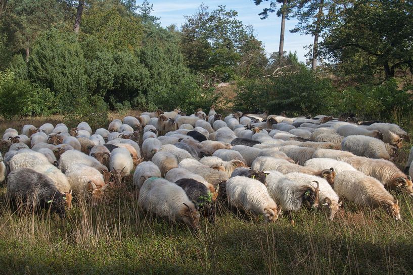Schaapskudde Exloo grazend op de Drentse heide. van Ruurd van der Meulen