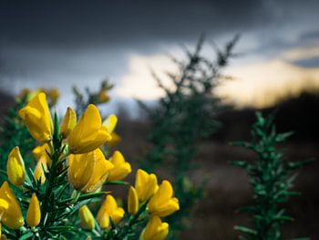 Gele bloem in de duinen