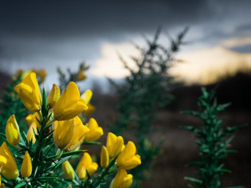 Gele bloem in de duinen