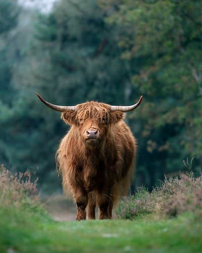 Portrait atmosphérique d'un montagnard écossais sur le chemin des landes