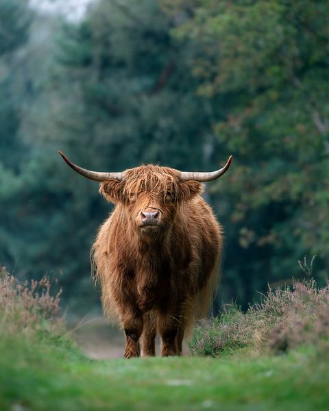 Sfeervol portret van Schotse hooglander op het pad tussen de heide van Roy Kreeftenberg