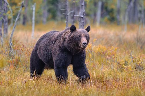 Braunbär in Finnland