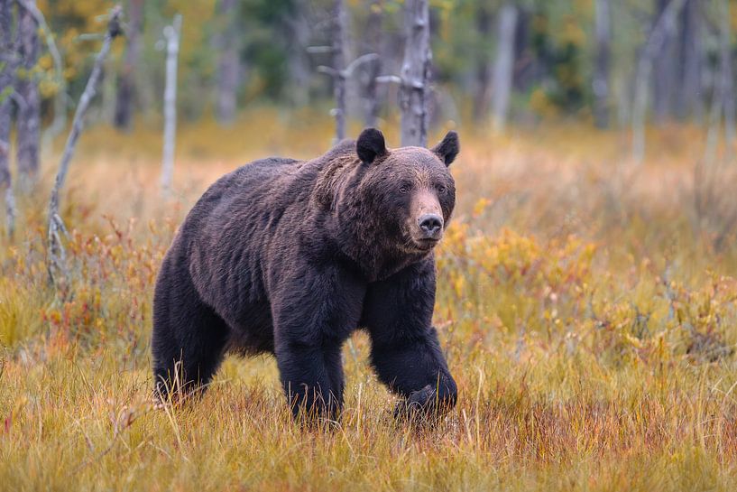 Bruine beer in Finland van Tim Vrijlandt