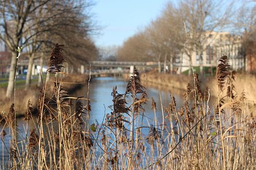 Doorkijkje naar een riviertje