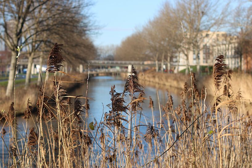 View through to a small river by Rosalie Broerze