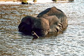 Elephant takes a bath in the Chobe in Botswana by Merijn Loch