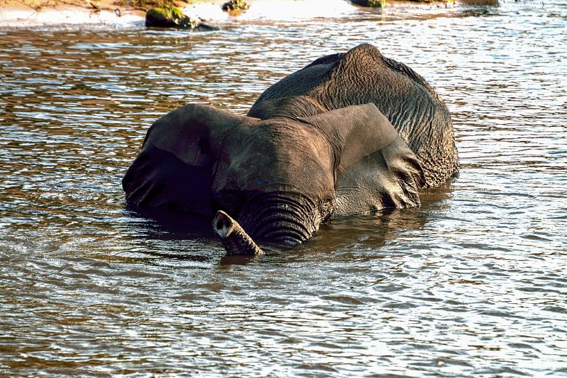 Olifant neemt een bad in de Chobe in Botswana van Merijn Loch