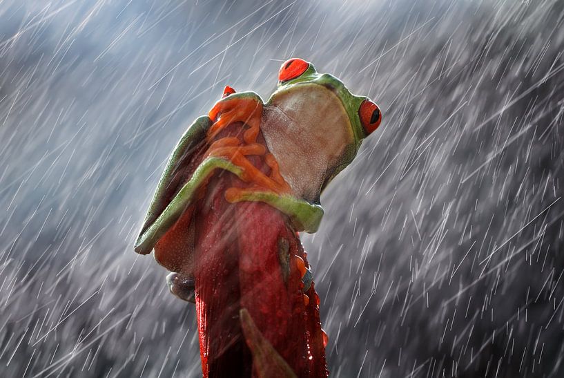 hevige regen van Shikhei Goh