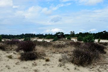 Struiken en bomen op een zandverstuiving van Gerard de Zwaan