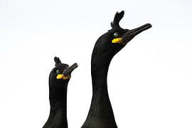 Tanzende Kormorane von Luuk Belgers