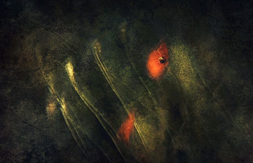 Coquelicot par Jan van der Linden