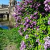 Le lilas mauve fleurit au printemps au Zwinger de Dresde avec un ciel bleu Vertical sur Animaflora PicsStock