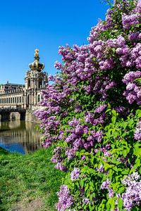 Lila Flieder blüht im Frühling am Dresdner Zwinger mit blauen Himmel Vertikal