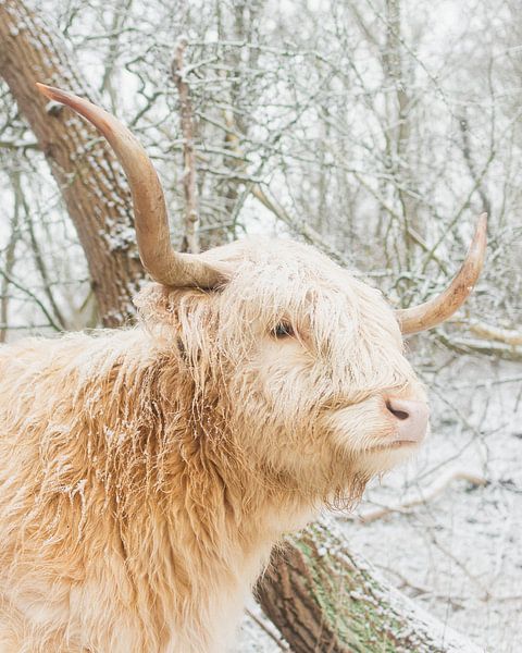 Blonde schotse hooglander in de sneeuw van Jan Willem De Vos