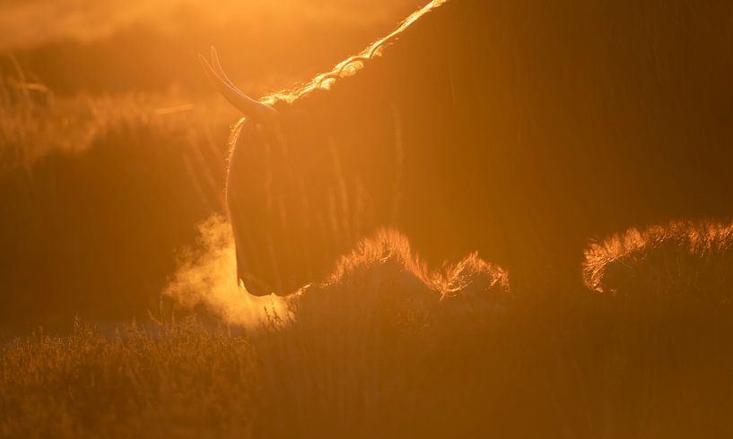 Scottish highlander in orange evening glow by Henk Groenewoud