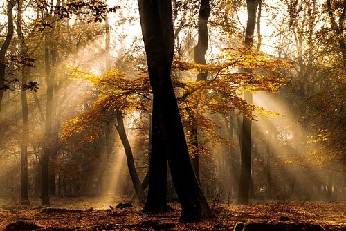 Beukenbos zonsopkomst in herfstkleuren