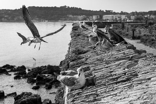 Seagulls in Antibes | Antibes city wall (Provence)