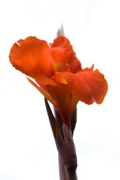 Rode bloem par Tessa Louwerens