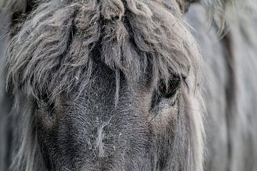 gray donkey by Steven Langewouters