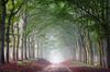 Mistige ochtend in het bos op Planken Wambuis (Veluwe) van Patrick van Os thumbnail