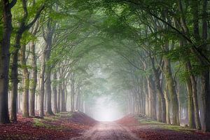 Nebliger Morgen im Wald auf den Planken Wambuis (Veluwe)