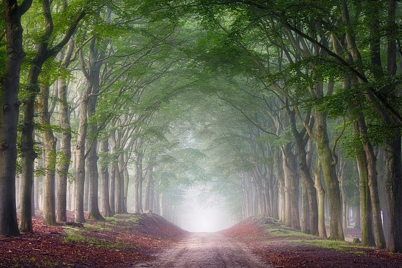 Foggy morning in the forest on Planken Wambuis (Veluwe) by Patrick van Os
