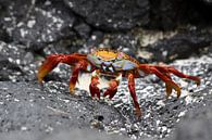 Sally Lightfood crab van Antwan Janssen thumbnail