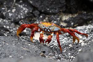 Sally Lightfood crabe sur Antwan Janssen