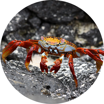 Sally Lightfood crab van Antwan Janssen