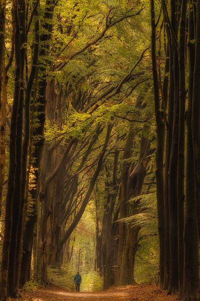 Herfstbos van Moetwil en van Dijk - Fotografie