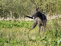 Greyhound
