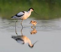 Mother avocet and child in morning light