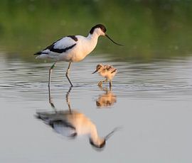 Mother avocet and child in morning light by Katinka Mann