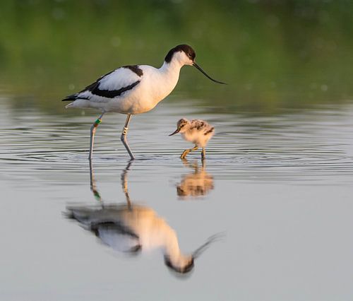Mère avocette et enfant dans la lumière du matin