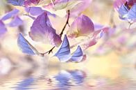 Gekleurde bladeren van Violetta Honkisz thumbnail
