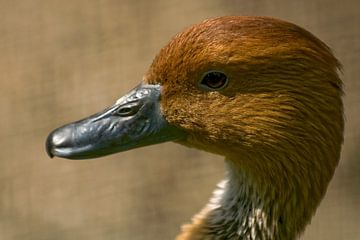Espèces de canards : Ouwehands Dierenpark sur Loek Lobel