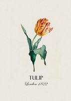 Redoubt tulip