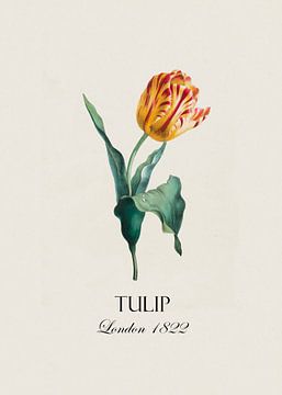 Redoubt tulip by Andrea Haase