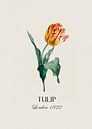 Redoute Tulpe von Andrea Haase Miniaturansicht