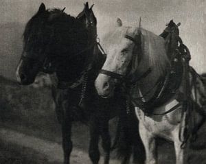 Horses during 20th century by Alfred Stieglitz