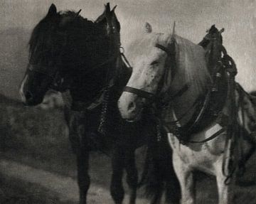 Horses during 20th century by Alfred Stieglitz von Peter Balan