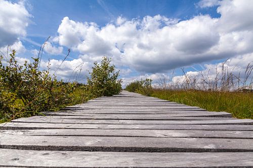 Perspectief in de Ardennen